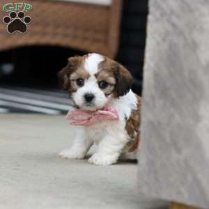 Darla, Cavachon Puppy